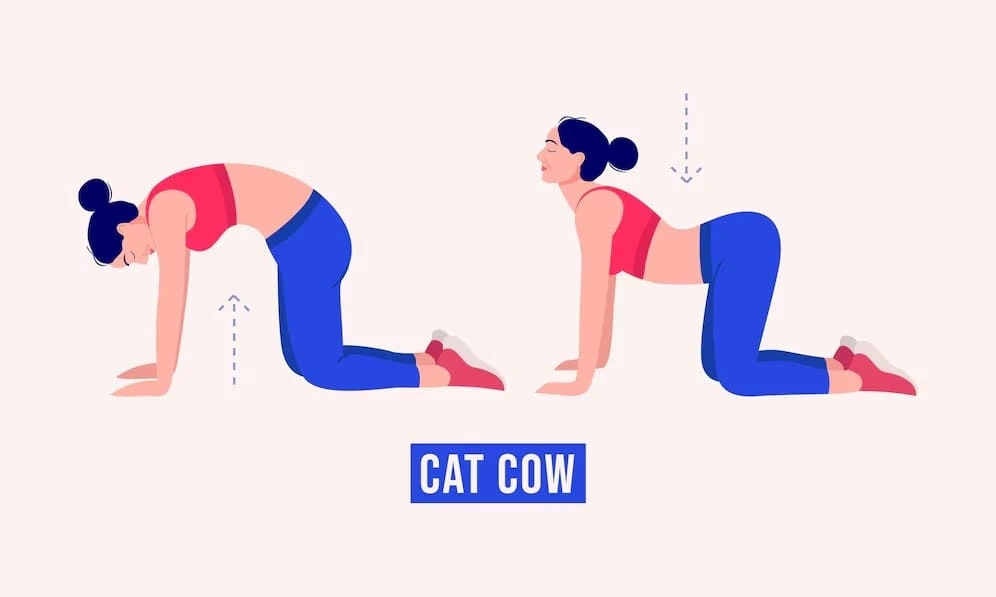 Cat-Cow Pose (yoga)